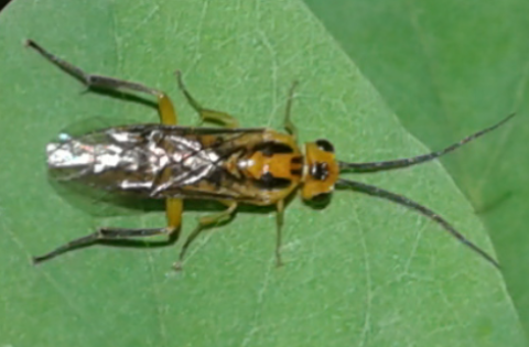 Tenthredinidae : Nematus tibialis?